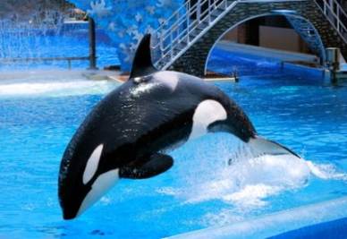 Tilikum Orca