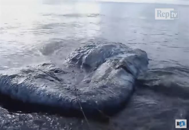 Filippine Mostro Marino O Balena Video La Strana Scoperta Sulla Spiaggia Di Gloria Spaventa 5808