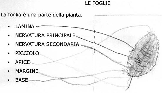 Scienz Scuola L Albero In Ogni Sua Parte Fare Scienza Nella Classe Seconda Della Scuola Primaria