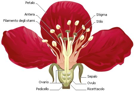 Scienz Scuola Fare Scienza In Quinta Primaria La Riproduzione Nei Vegetali E Nell Uomo Un Percorso Che Completa Il Ciclo