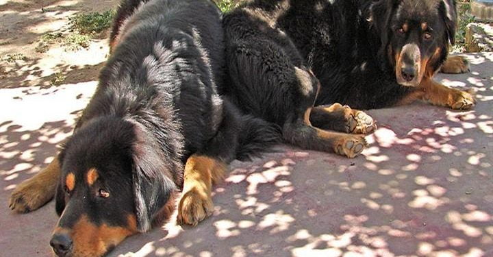 cani_tibetan_mastiff_wikipedia