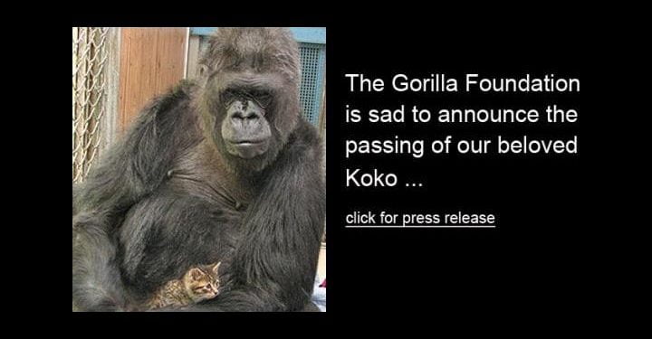 gorilla_koko_2018