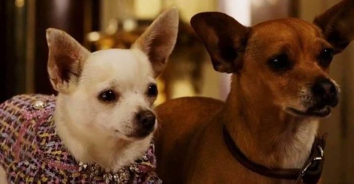 beverly_hills_chihuahua_2_film_2