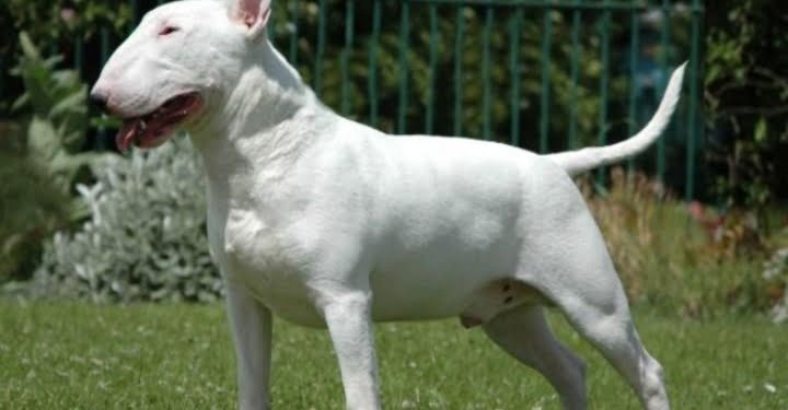 bull_terrier_cane_sbrana_facebook_2017