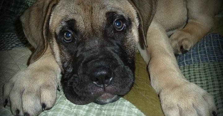 bullmastiff