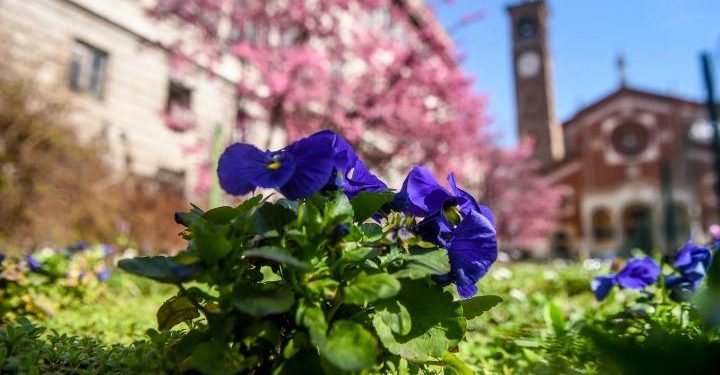 fiori_alberi_primavera_milano_meteo_lapresse_2017