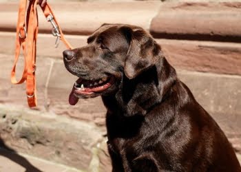 labrador_cane_web_2017