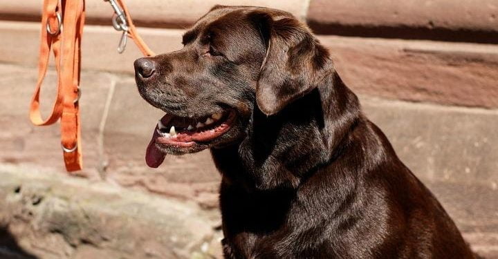 labrador_cane_web_2017