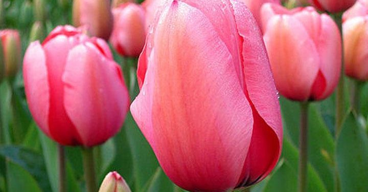 tulipani_campo_foto_wikipedia_2018