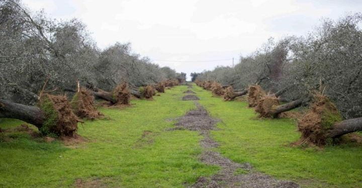 xylella_ulivi_salento_puglia_lapresse_2018