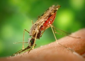 La zanzara della malaria