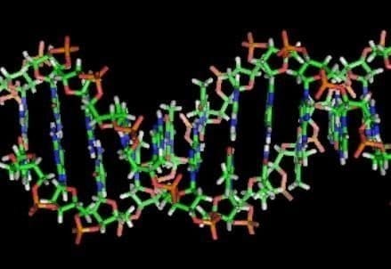 DNA_double_helixR439