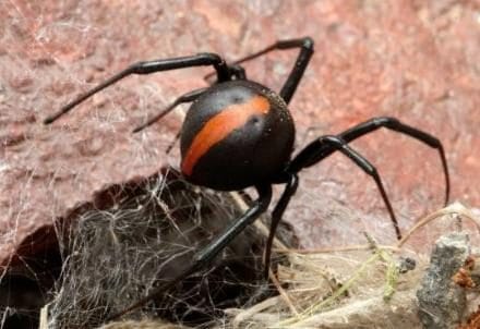 Redback_Spider_R439