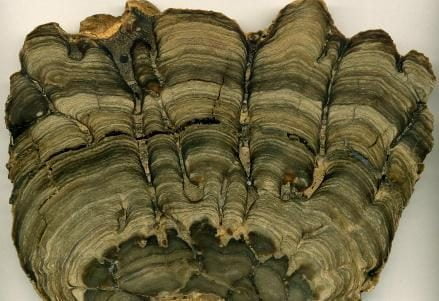 Stromatolite_Fossile_R439