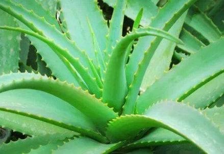 aloe