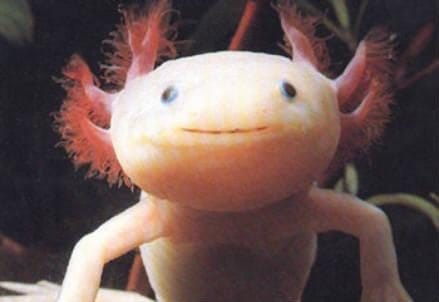 axolotl_r439