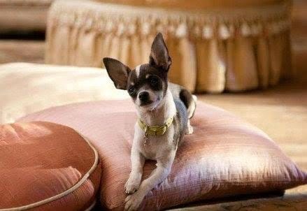 beverly-hills-chihuahua-2