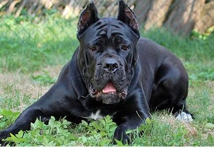 canecorso