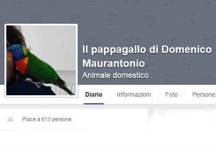 domenico_facebook_r439