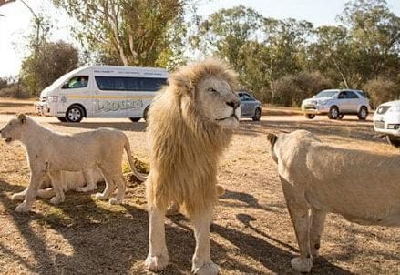 lion-park_R439