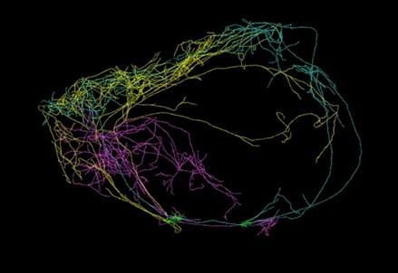 neurone-coscienza-Allen-Institute