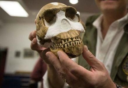 ominide_homonaledi_cranioR439