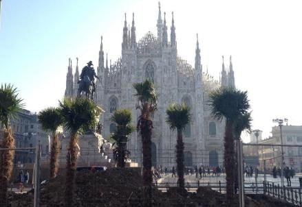 piazza-duomo-palme_R439