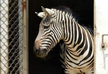 zebra_animale_r439