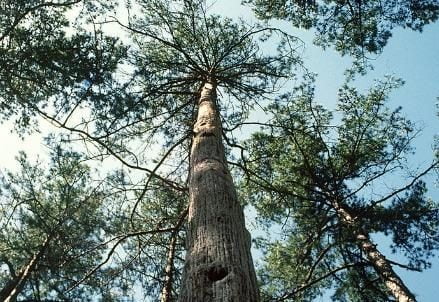 latifoglie_americane_di_forest_e_sawmill_Ahec_439