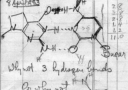 Semenza_dna_pauling_439x302_ok