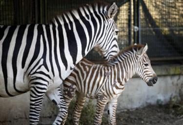 Zebra_Bioparco_RomaR375_23giu09