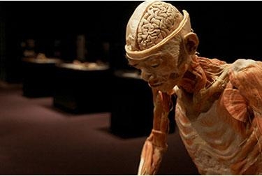 cadavere_mostra_R375