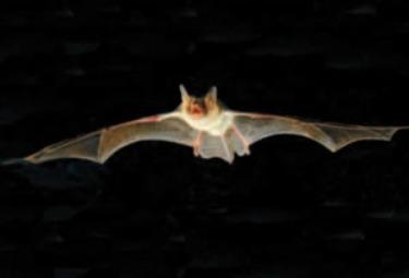 pipistrelloR375_18ago09