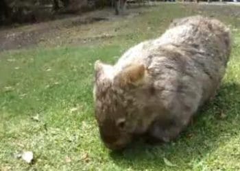 wombatR375