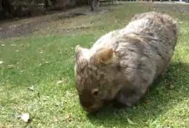 wombatR375