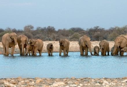 elefanti-africa-namibia