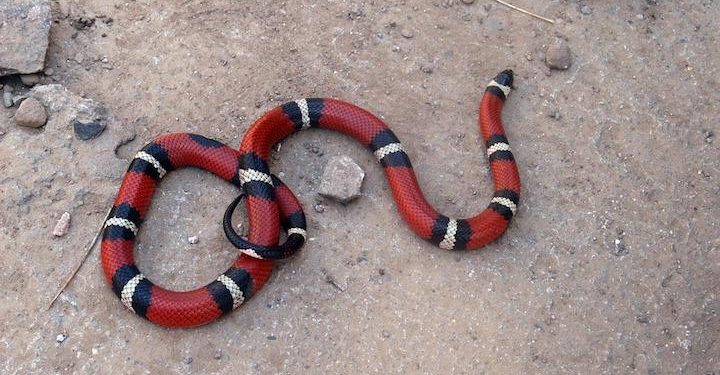 serpente