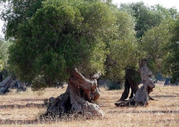 xylella_ulivi_2018