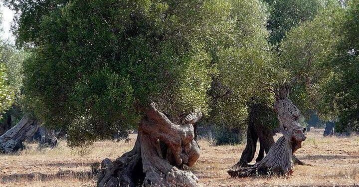 xylella_ulivi_2018