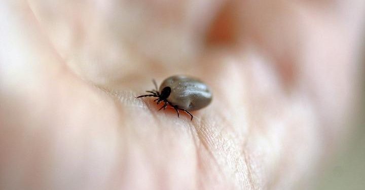 Encefalite da zecca in francia