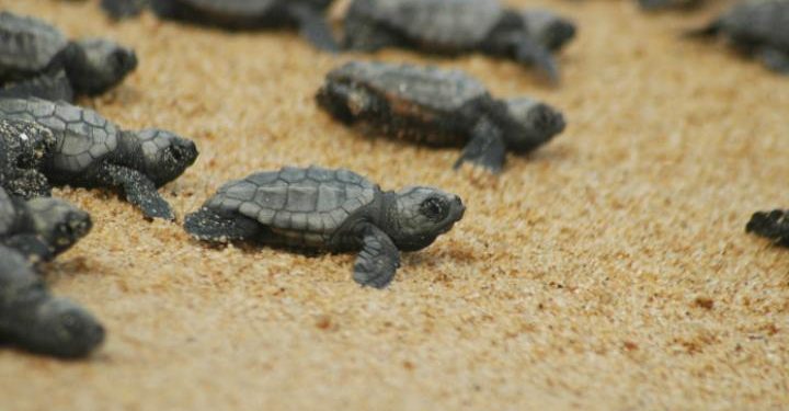 tartarughe_caretta_caretta_2018