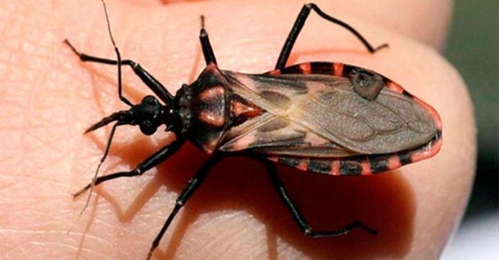 chagas_cimice_2018