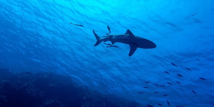 Uno squalo nell'oceano