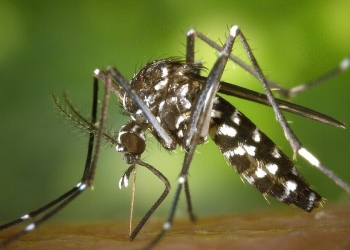 Zanzara, West Nile