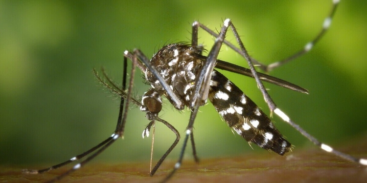 Zanzara, West Nile