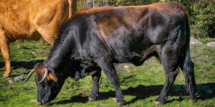 Colombia, cadono gli spalti di un’arena alla corrida