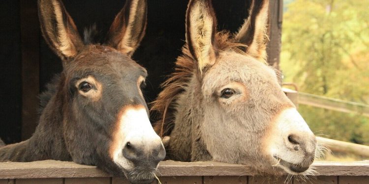 Neonati intolleranti? Ecco il latte d'asina