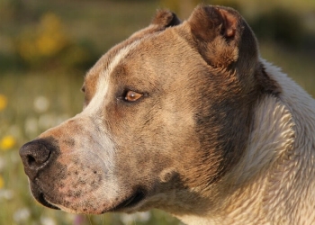 cani amstaff anziana