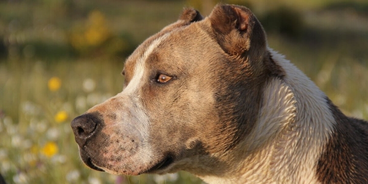 cani amstaff anziana