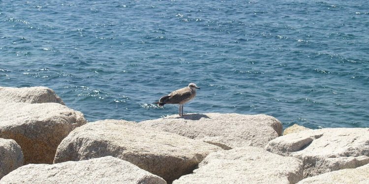 L'uccello più vecchio del mondo depone un uovo